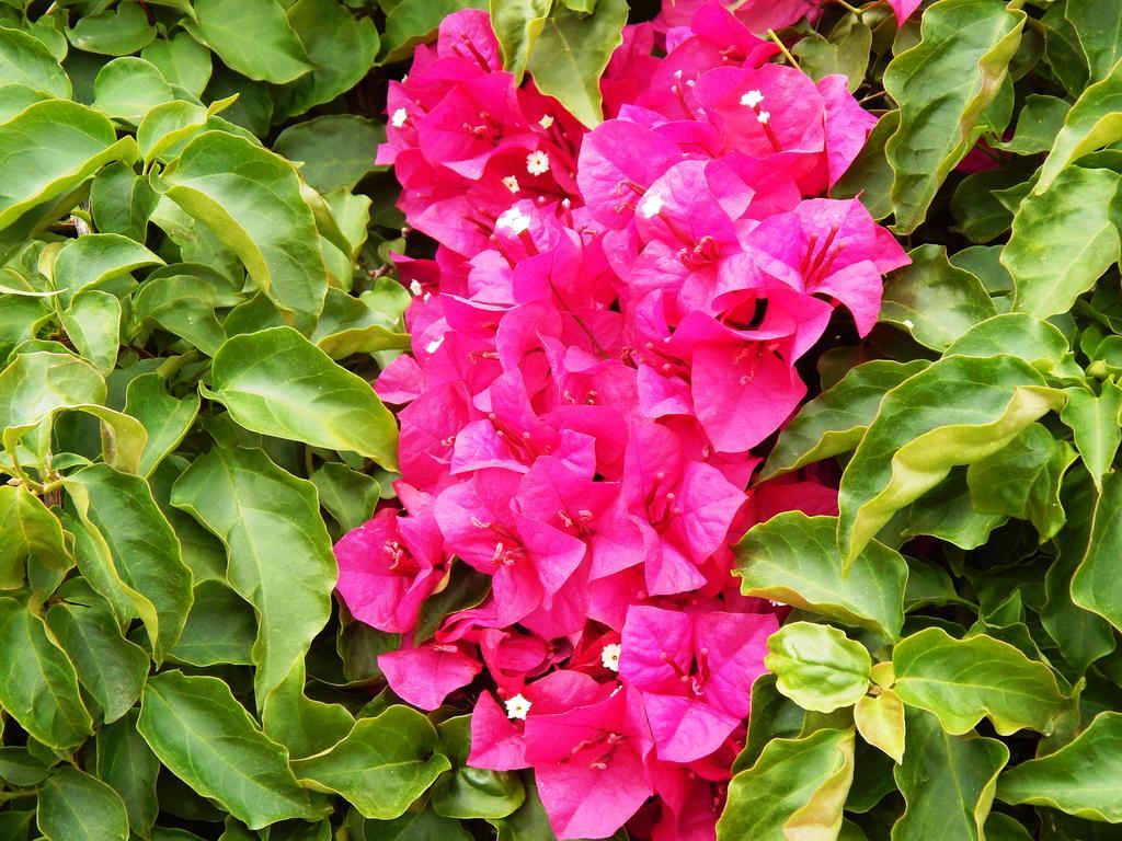 Orba Villa Carfax מראה חיצוני תמונה